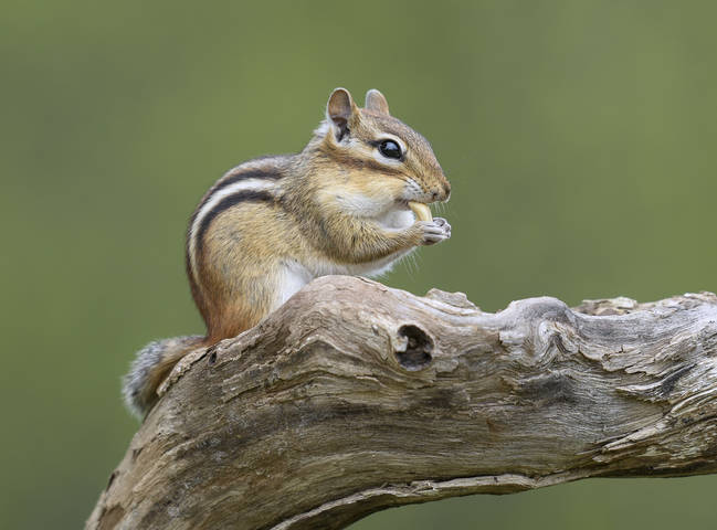 Eastern Chipmunk