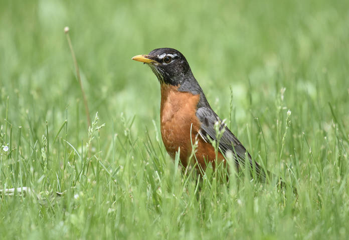 AMERICAN ROBIN