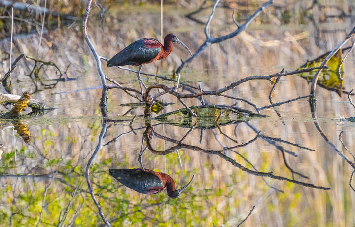 Glossy Ibis