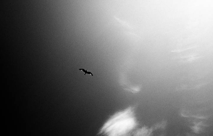 Fly to the Light