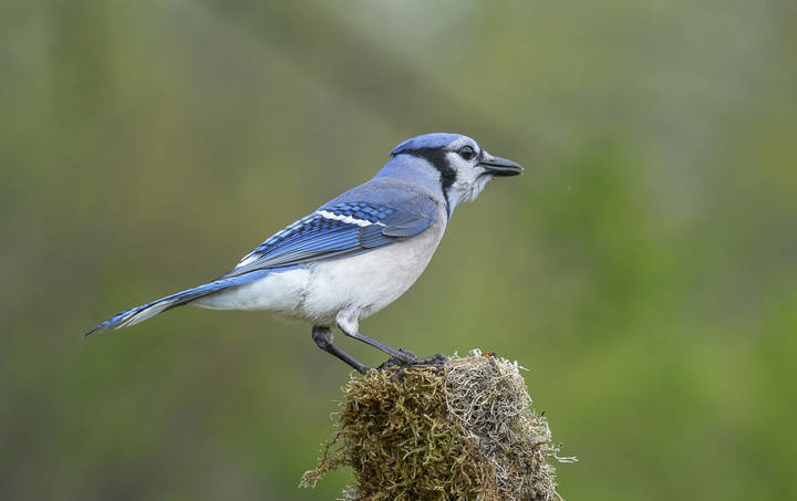 Blue jay 