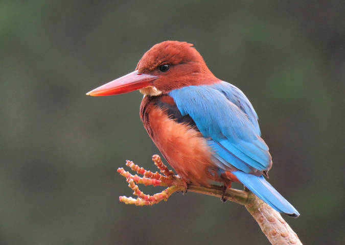Красноклювая альциона (Halcyon smyrnensis)