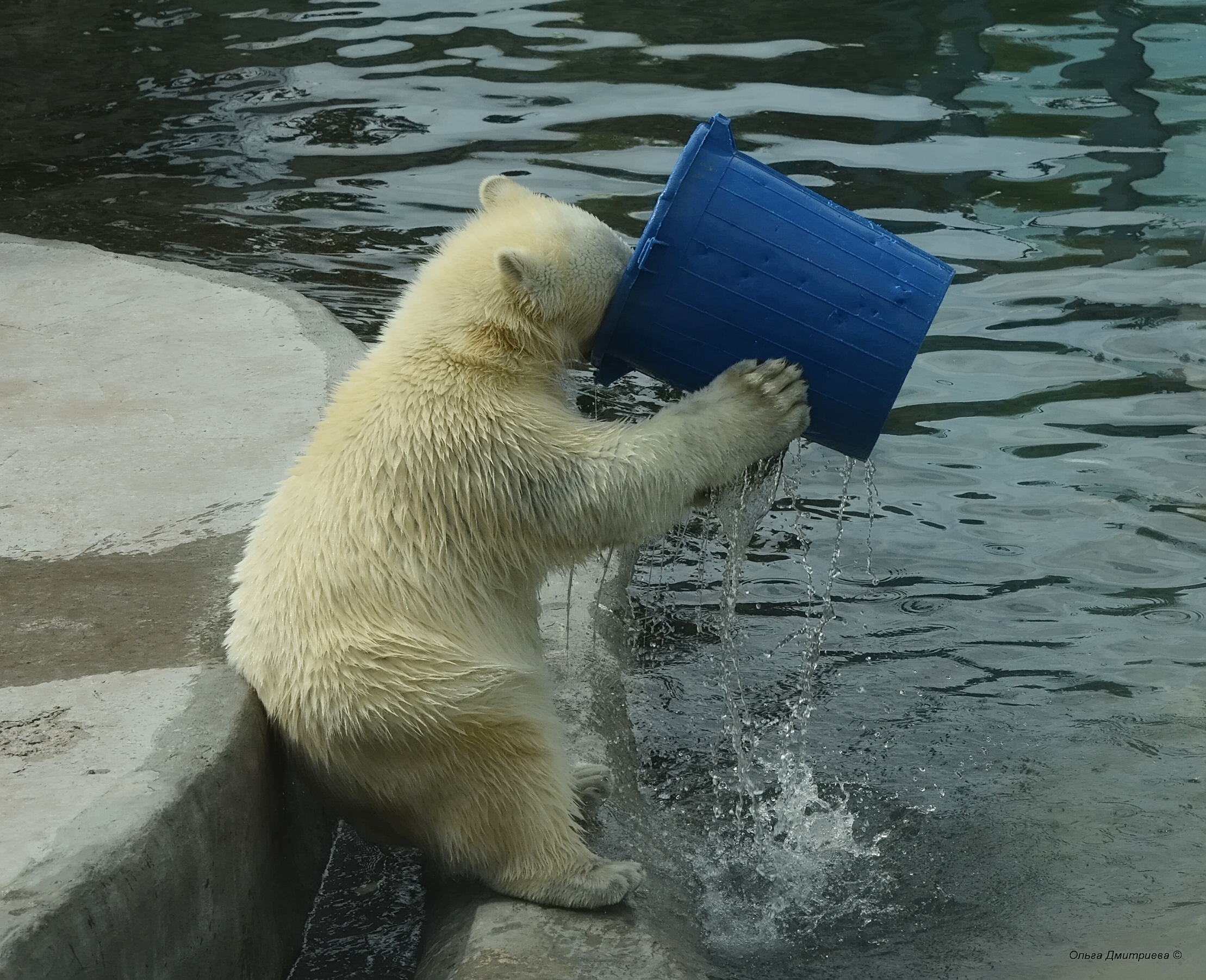 Медведь пьющий воду