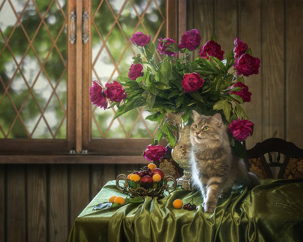Котомодель на подиуме