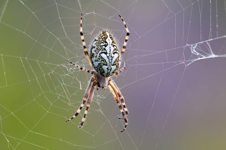 Паук-кругопряд (Araneidae)