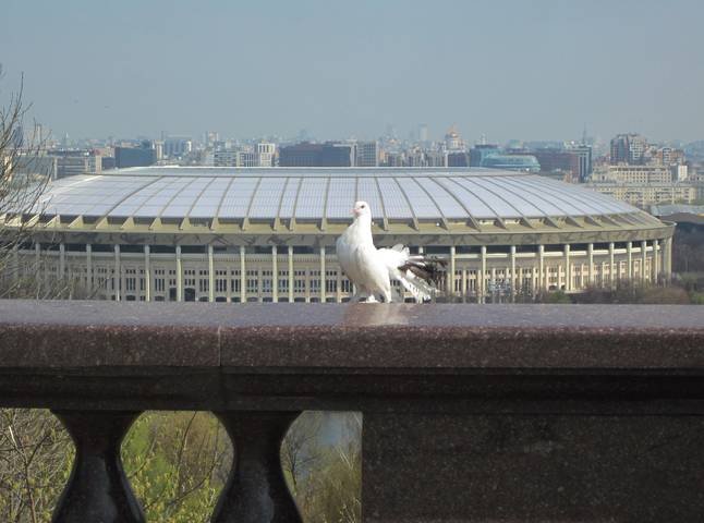 Голубь мира