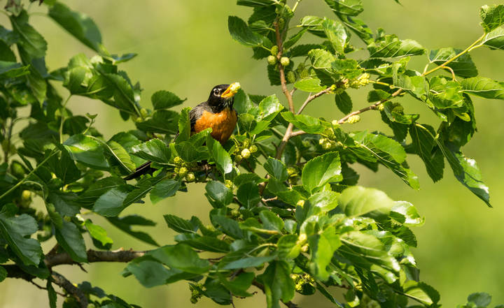 American Robin