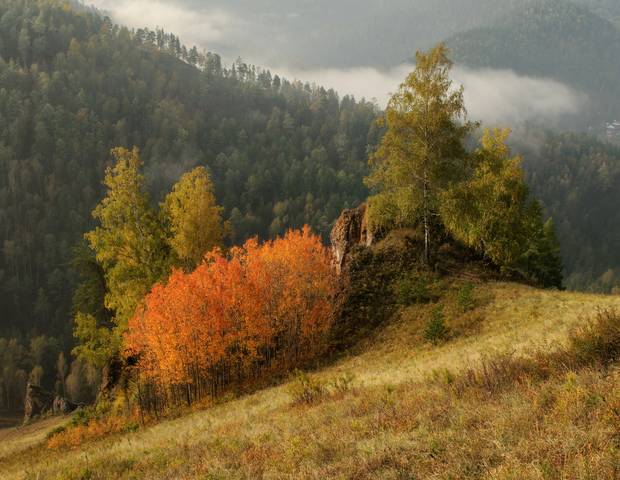 Осинки.