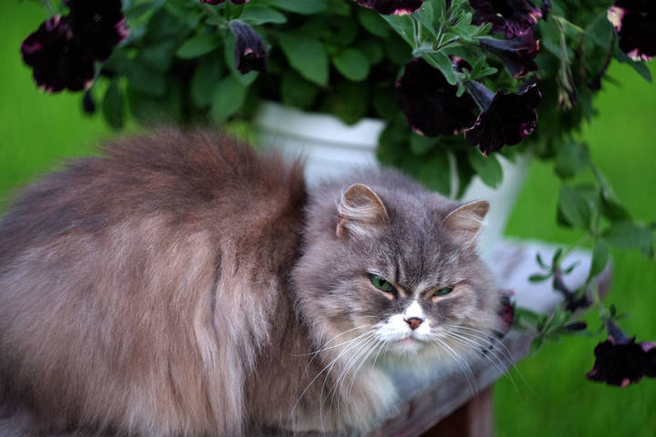 Любимая котейка