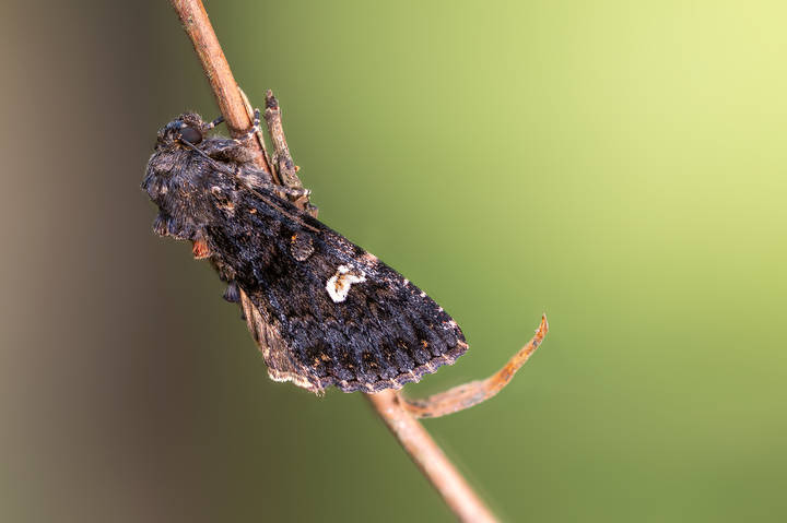 Капустная совка (Barathra brassicae)