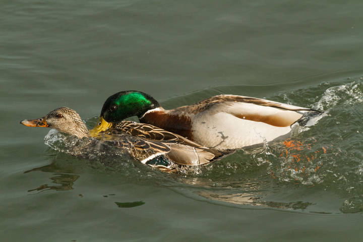 Mating создание семьи или потомства