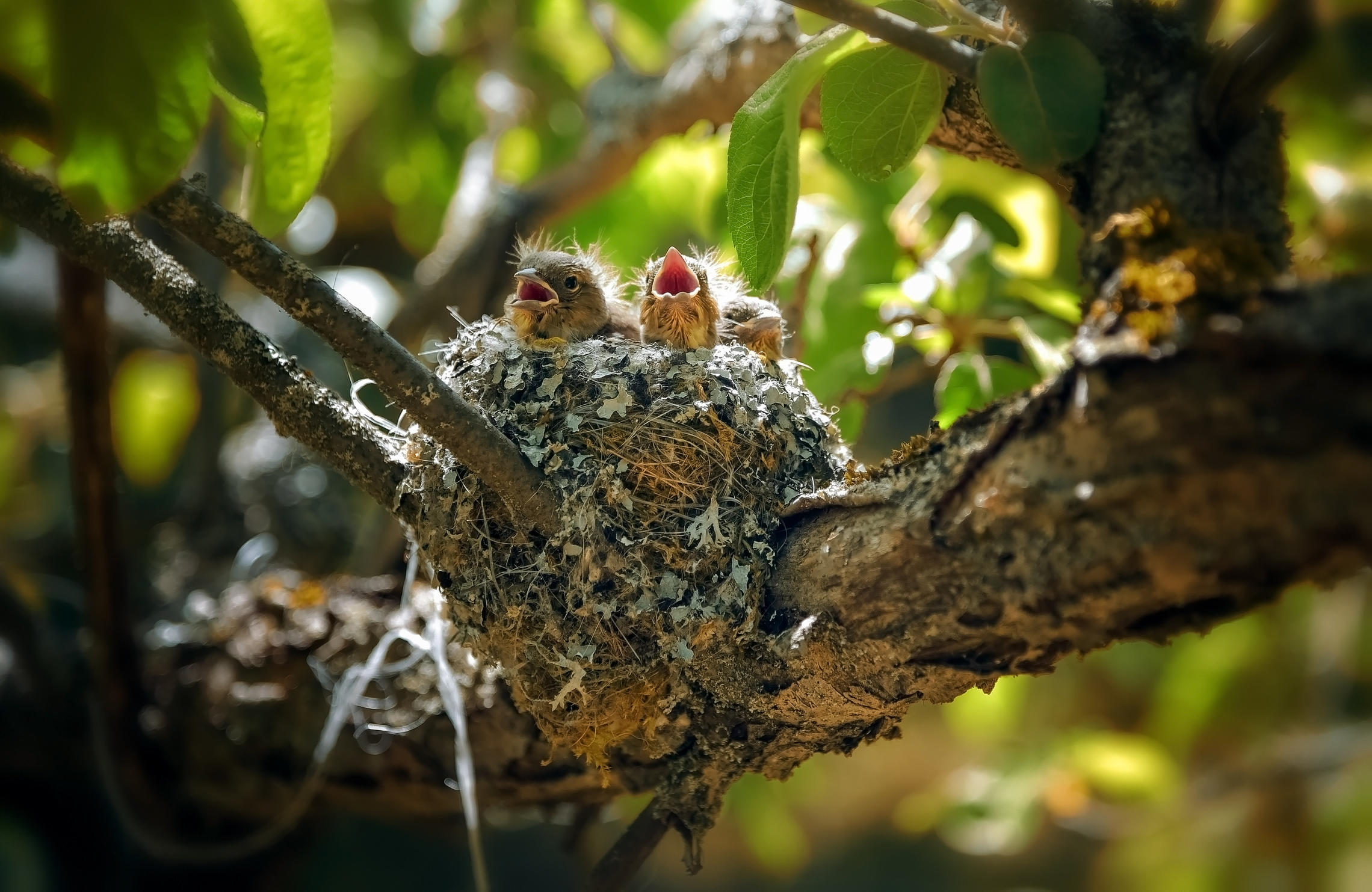 Гнездо зимородков