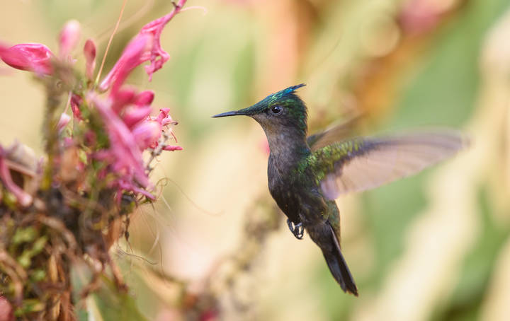 Antillean Crested Hummer