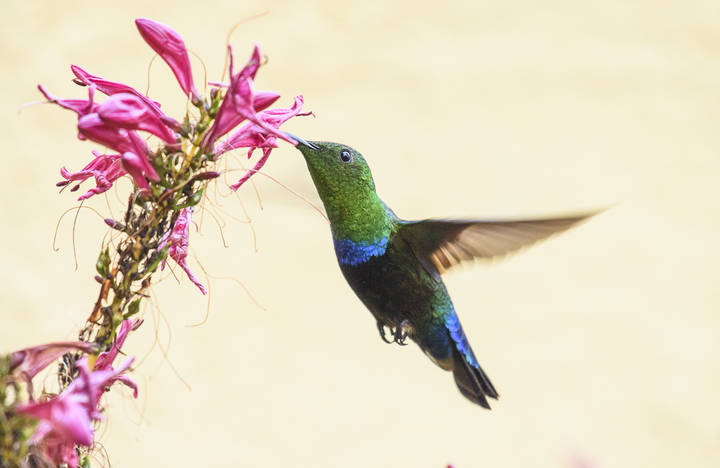 Green-throated carib