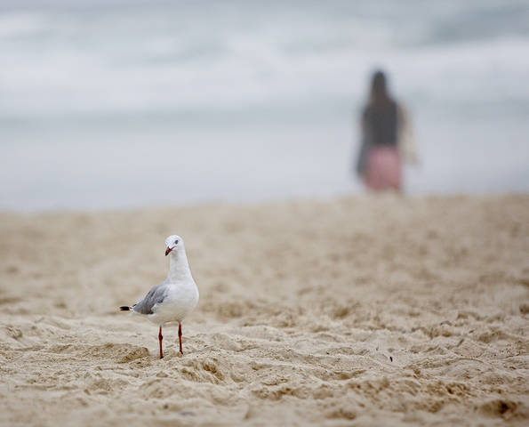 Gold Coast