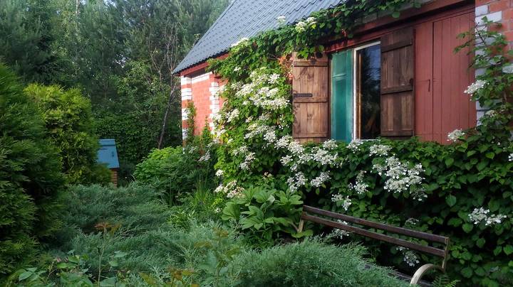 Гортензия черешковая в вертикальном озеленении
