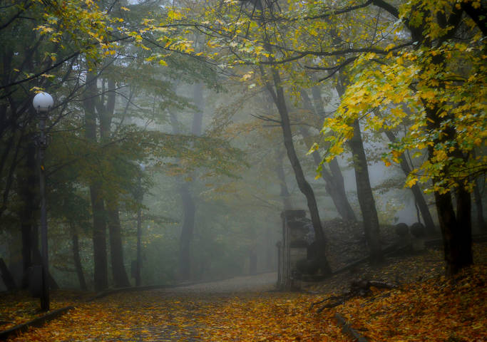 В парке туманном............