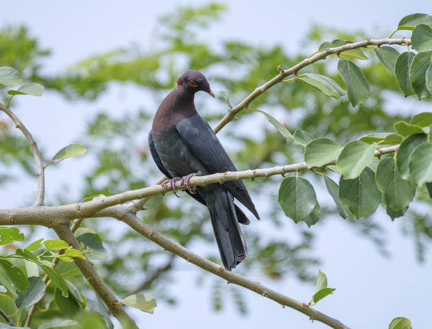 Scaly-naped pigeon