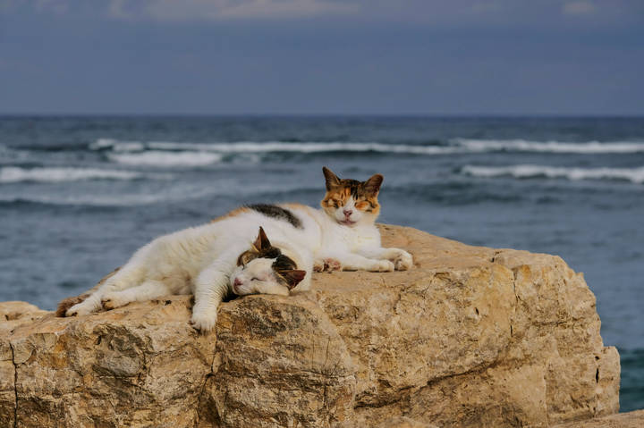 Морские котики...