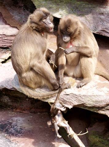 Zoo
