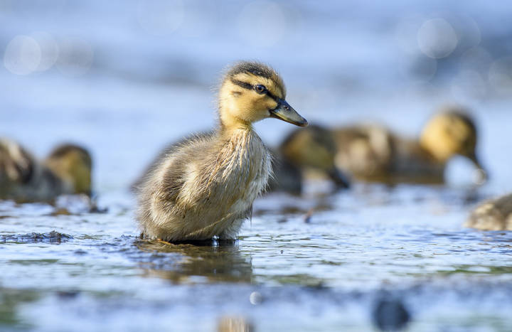 little ducklings family day care