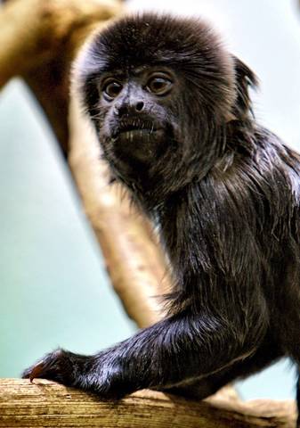 Zoo