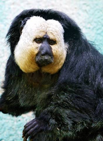 Zoo