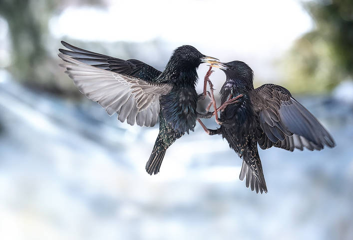 Common starling