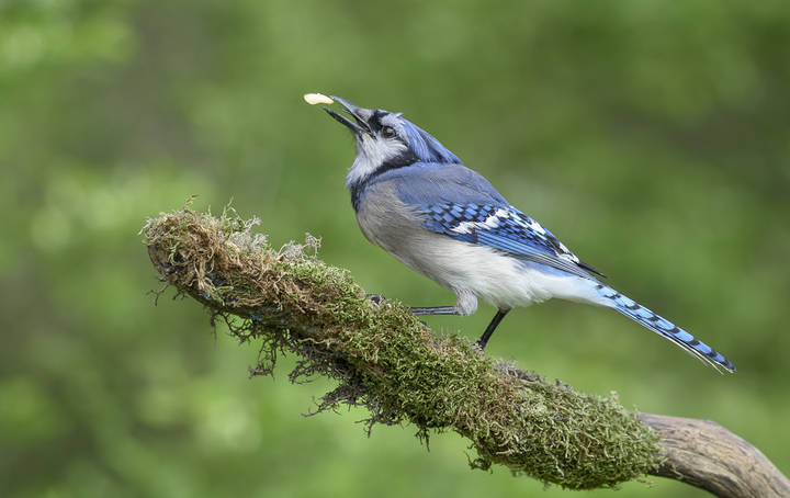 Blue Jay
