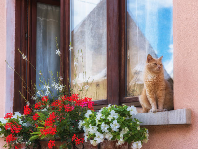 Рыжий задавака:)