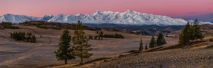 Статица алая заря фото