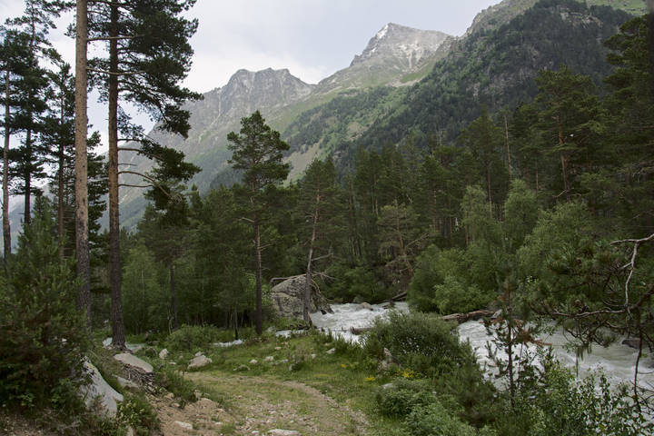 лесными тропами