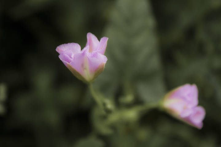 5b5b6a15e2cfda755a5767db