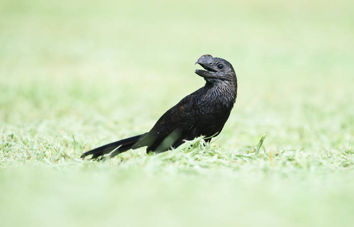 Smooth-billed Ani