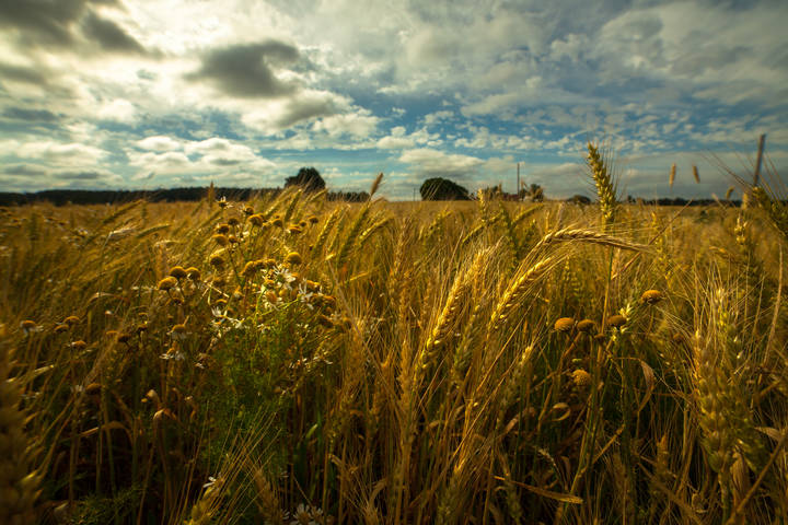 cereal field