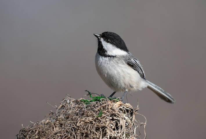 Black-capped Chickadee