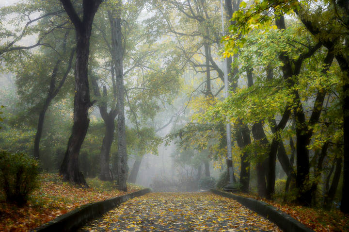 В парке туманном..........