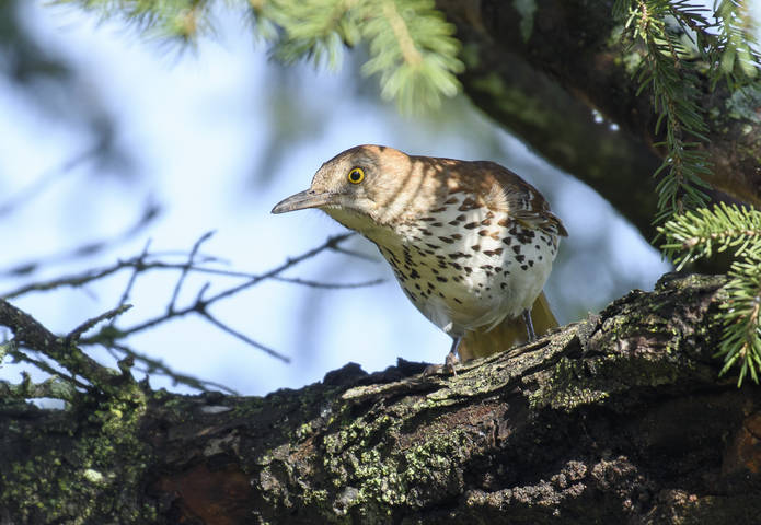 Brown Thrasher