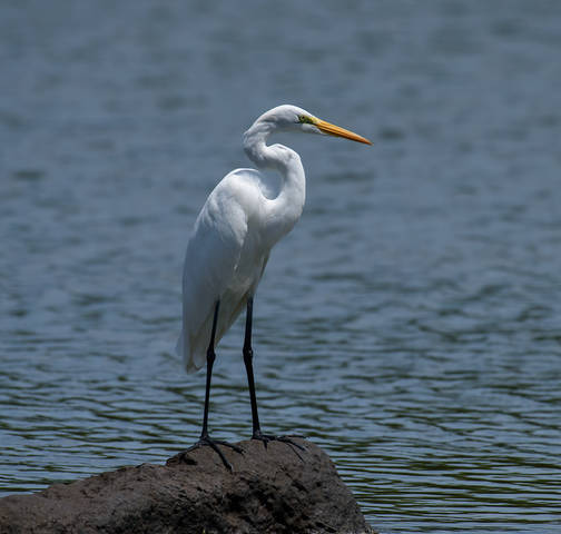 Great egret