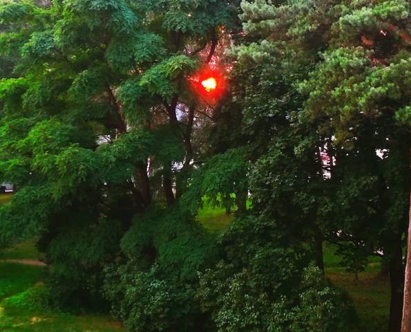 закат сквозь кроны