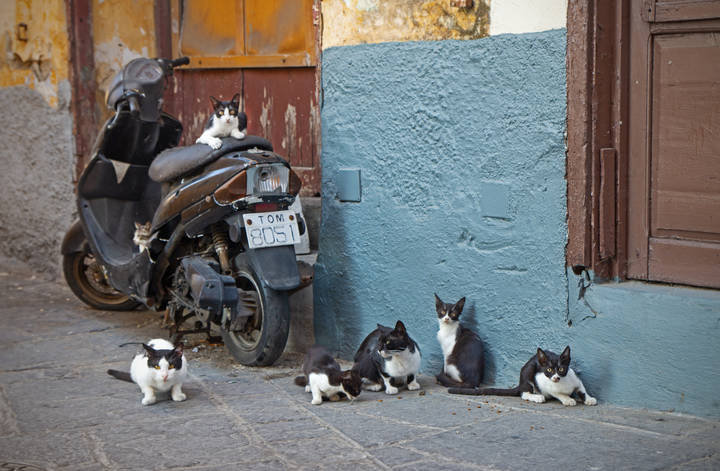 коты родосские