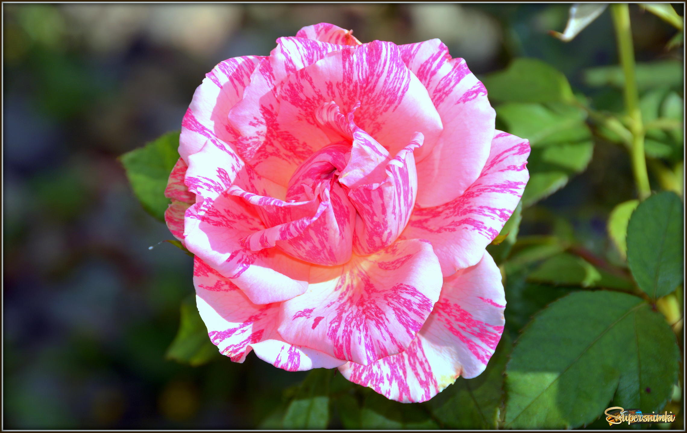 В бело-розом цвете