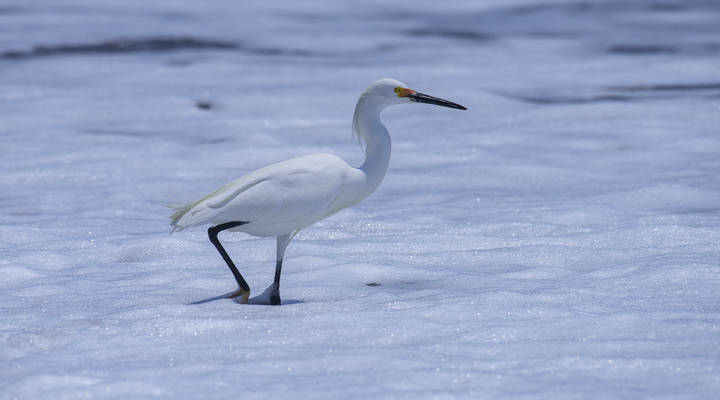 Snowy Egret