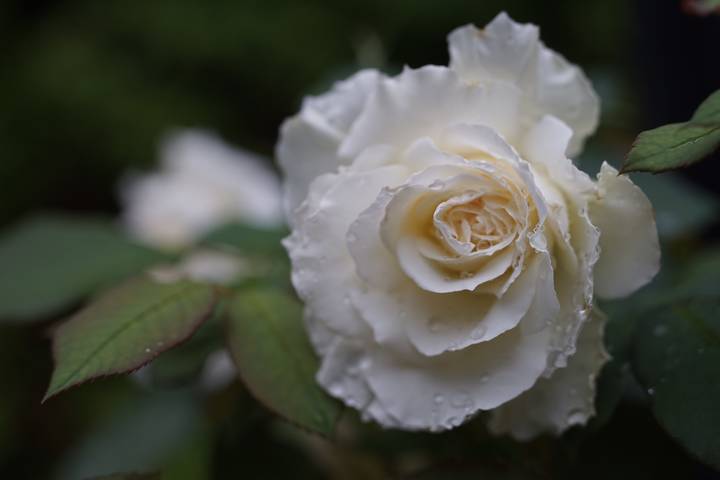 5b72a366e2cfda52202d87a8