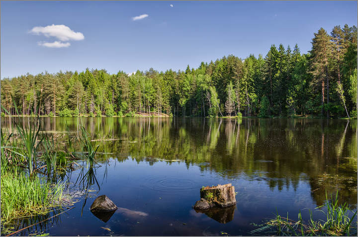 На лесном озере