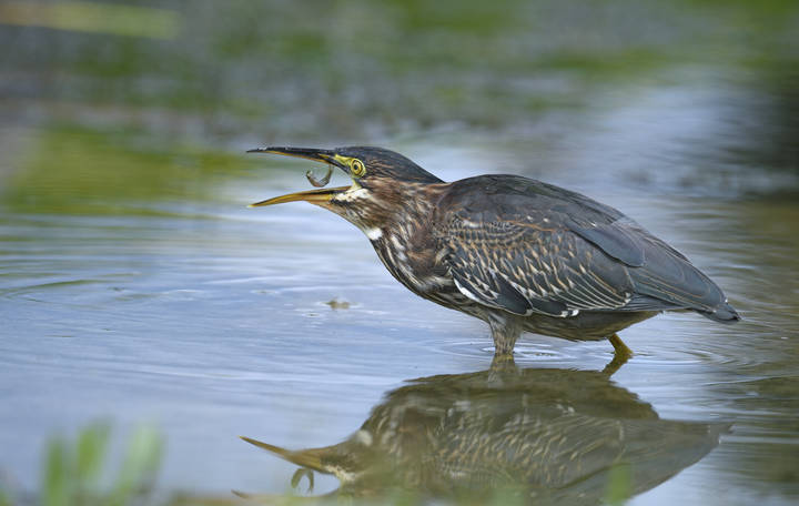 Juvenile  Green heron