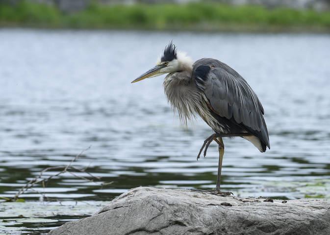 Great blue heron