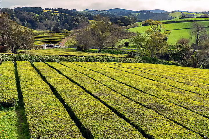 Azores 2018 Azores tea 1