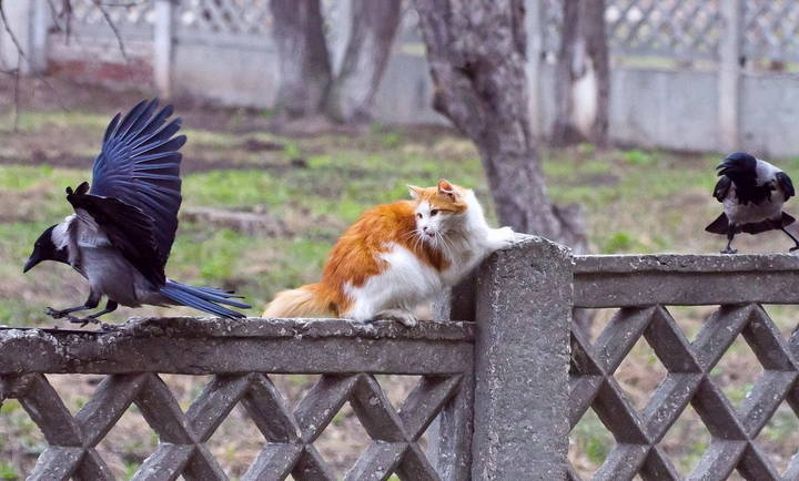 Рыжик и вороны