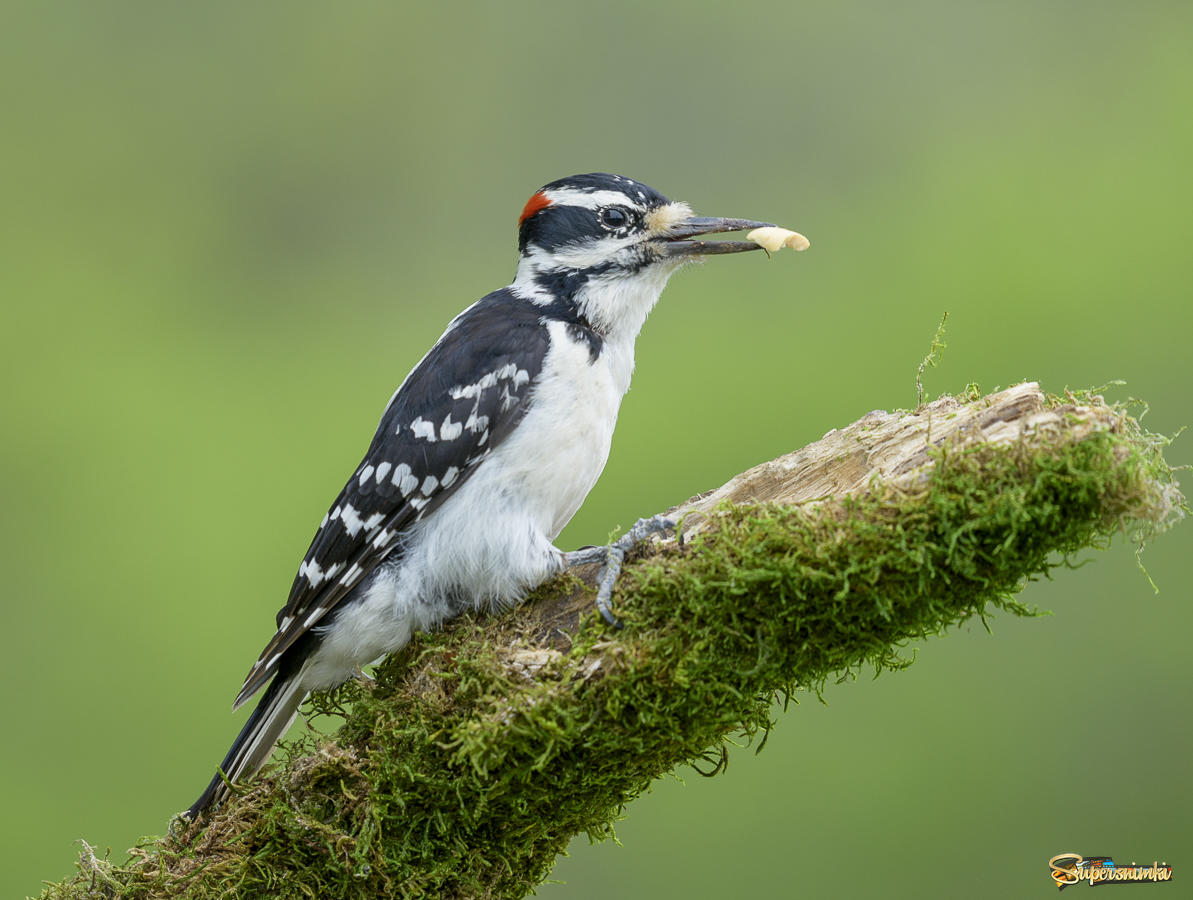 Hairy woodpecker (male)